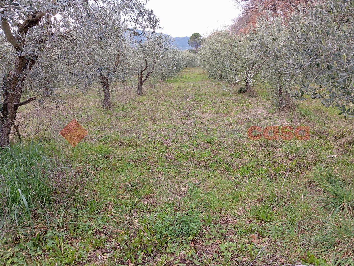 SPOLETO, fraz. Morgnano
